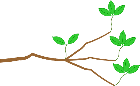 Diagram with bunches of leaves replaced by stems.